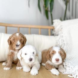 Australian Labradoodle Puppies from Pixie Doodle Paws