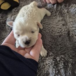 Squish - Cream male Maltipoo puppy in Everett, Washington from Meadows Ranch
