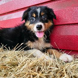 Georgia - Black tri female Miniature Australian Shepherd puppy in Dunnellon, Florida from Ever After Mini Aussies