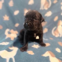 Calpurnia (Teal Collar) - Black female Cane Corso puppy in Stilwell, Oklahoma from Killing Joke Kennels