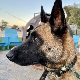 Belgian Malinois from Bailie’s Six Dog Ranch