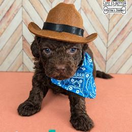 Blue - Brown male Shihpoo puppy in Rockledge, Florida from Bellady's Shihpoos