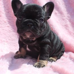 Boxer, Bulldog, and French Bulldog Puppies from Hillview Kennels