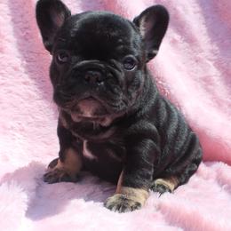 Boxer, Bulldog, and French Bulldog Puppies from Hillview Kennels