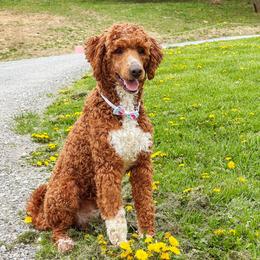 Forrest - Poodle