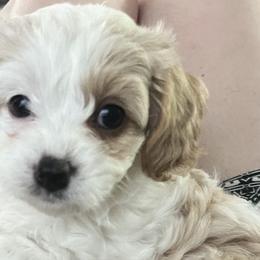 Cavapoos from Pensacola Blue Cavapoos