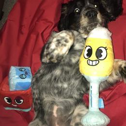English Springer Spaniel Puppies from Hometown Springers