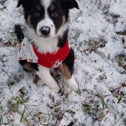 Border Collie Puppies from Burke BC’s