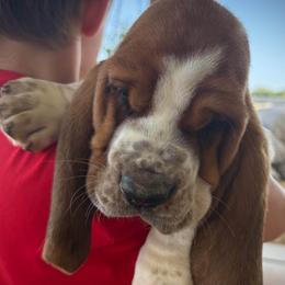 Boy 1 - Mahogany and white male Basset Hound puppy in Pauls Valley, Oklahoma from Puppy-Love Bassets