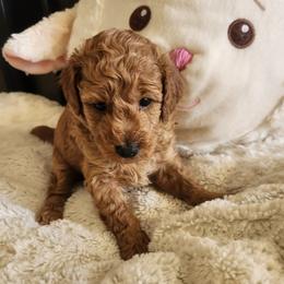 BIG MAMA - Apricot female Poodle puppy in San Tan Valley, Arizona from Desert Storm Poodles