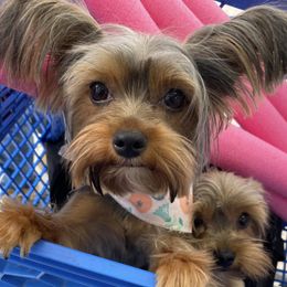 Yorkshire Terriers from Halls Tiny Yorkies