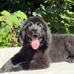 Buddy OFA - Black male Newfoundland puppy in Falmouth, Michigan from Dyer Lake Newfoundland’s