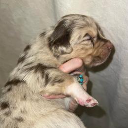 Juliet - Red merle female Australian Shepherd puppy in Piedmont, Oklahoma from HeartDriven Aussies