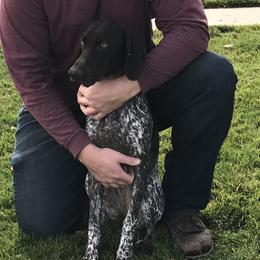 German Shorthaired Pointers from Pointer Creek Gun Dogs