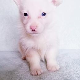 American Corgi and Pembroke Welsh Corgi Puppies from Whimsical Treasure Corgis