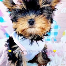 Yorkshire Terriers from Heavenly Sent Like a Dream Yorkies