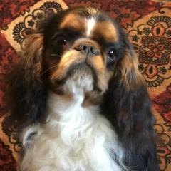 English Toy Spaniels from Breston's English Toys