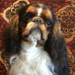 English Toy Spaniels from Breston's English Toys