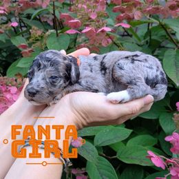 Fanta - Blue merle female Aussiedoodle puppy in Cambridge, Minnesota from Country Meadow Doodles