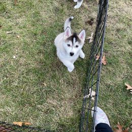 FinnLee - Wolf sable Pomsky puppy in Bay City, Michigan from GrizzLee Bears Perfect Pomskies