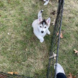FinnLee - Wolf sable Pomsky puppy in Bay City, Michigan from GrizzLee Bears Perfect Pomskies