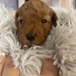 Miniature Schnauzer, Poodle, and Yorkshire Terrier Puppies from Copper Rose Farm