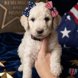 Arya Rose - Cream female Goldendoodle puppy in Clifton, Arizona from Denim & Doodles