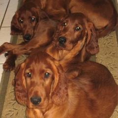 Havanese and Irish Setters from Eileen McDonald