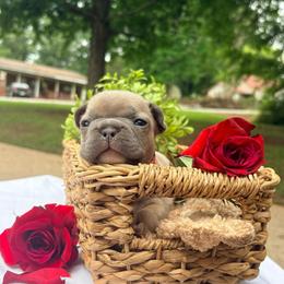 Muffin - Blue fawn female French Bulldog puppy in Opelika, Alabama from Fancy Face Frenchies