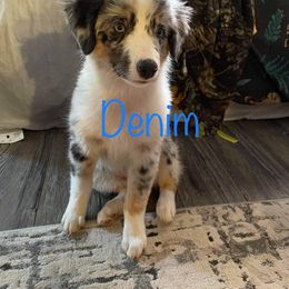 Australian Shepherd All Grown Up from LL Farm Australian Shepherds