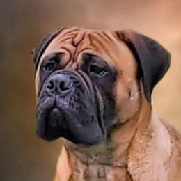 Brat - Bullmastiff