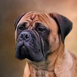 Brat - Bullmastiff