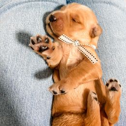 White collar - Golden female Golden Retriever puppy in Lehi, Utah from Open Star Goldens