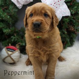Peppermint - Golden male Golden Retriever puppy in Scio, Oregon from Webb's Wold Kennels