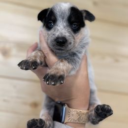 Navy - Blue female Australian Cattle Dog puppy in Oberlin, Kansas from Hangin R Kennels