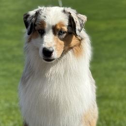 Yeti - Australian Shepherd