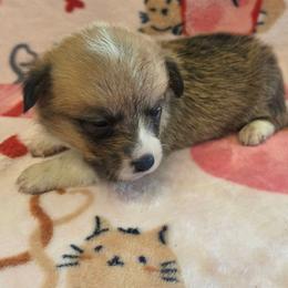 Bailey - Sable female Pembroke Welsh Corgi puppy in Madera, California from RRR Corgis