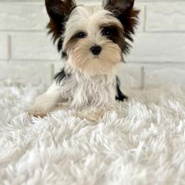 Leo - Black tan and white male Biewer Terrier puppy in Greenwood, South Carolina from Sweet Southern Puppies