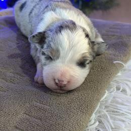 Bailey - Blue merle female Miniature American Shepherd puppy in Bayard, Nebraska from Puppies by Alies