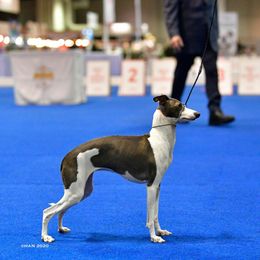 Italian Greyhound Puppies from Macabre Italian Greyhounds