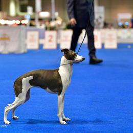 Italian Greyhound Puppies from Macabre Italian Greyhounds