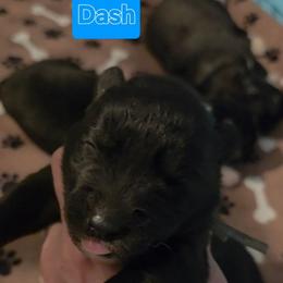 Dash - Black male Siberian Husky puppy in Meridian, Mississippi from JJ's Huskies