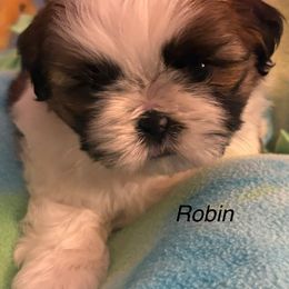 Boy 1 Robin - Gold and white male Shih Tzu puppy in Madras, Oregon from Maridee’s ShihTzu