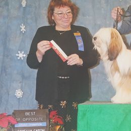 Tibetan Terriers from Angel Tibetans Of Oregon