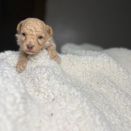 Thumper - Cream male Poodle puppy in Allentown, Pennsylvania from Poodles Are Mixy