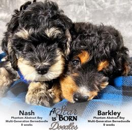 Bernedoodle Puppies from A Star is Born Doodles