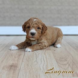 Linguini (Pink Collar) - Apricot female Goldendoodle puppy in Guthrie, Oklahoma from Edmond Doodles, LLC