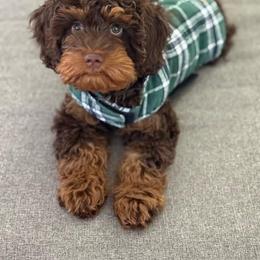 Cavapoo and Goldendoodle Puppies from Ashley's Doodles