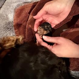 Jewel - Black and tan female Cavapoo puppy in Coal City, Indiana from Wednesday & Co