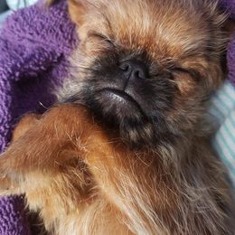 Brussels Griffons from Fretwell's Fabulous Griffons